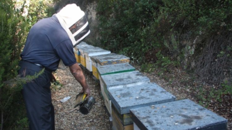 Un apicultor gironí amb ruscos d'abelles en una zona de muntanya © ACN