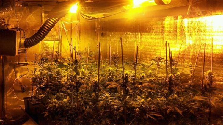 Es van trobar 300 plantes de marihuana a l'interior de l'habitatge