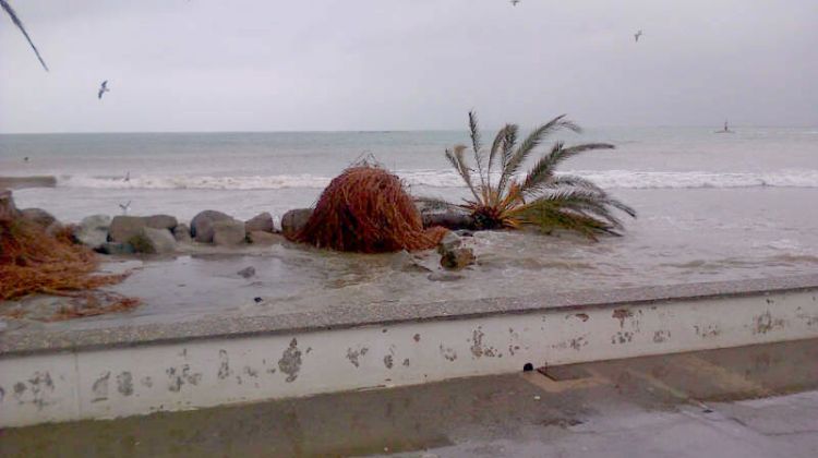 El temporal ha arrencat una de les palmeres de la platja