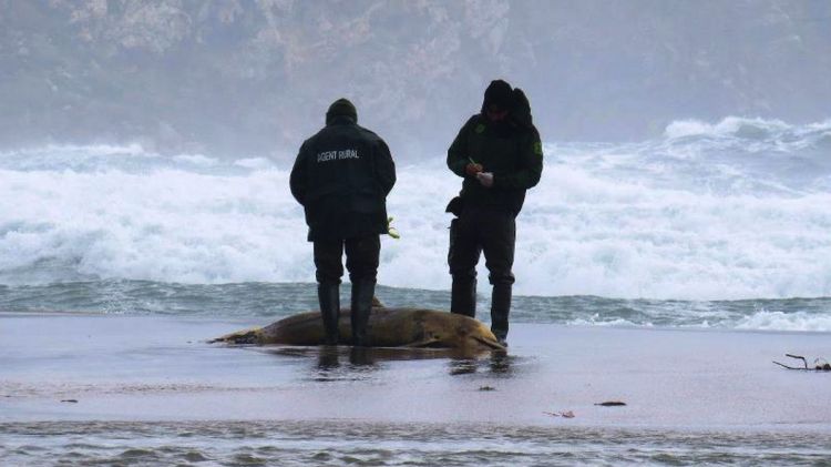 Dos membres del cos d'Agents Rurals analitzat el cos del segon dofí localitzat a l'Estartit el passat dia 5 de març