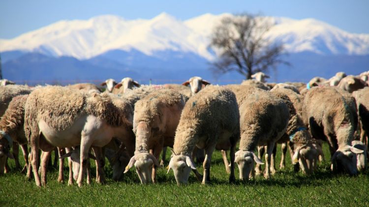 Algunes de les ovelles de la granja de Làctics Peralada © ACN