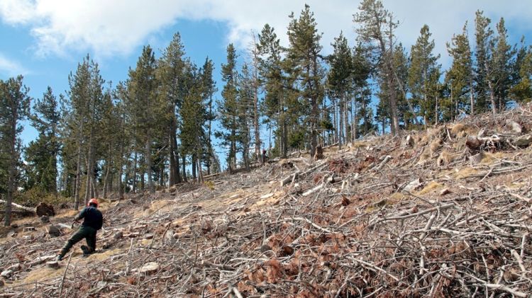 Els operaris treballen en la tala dels arbres per recuperar l'espai per a les pastures © ACN