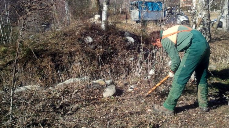 Un treballador de la Fundació MAP duu a terme tasques per eradicar la budleia a Vilallonga de Ter