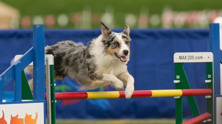 Un gos participant del concurs Agility Championship