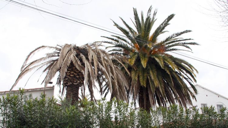 La palmera de l'esquerra està afectada per l'escarabat © ACN