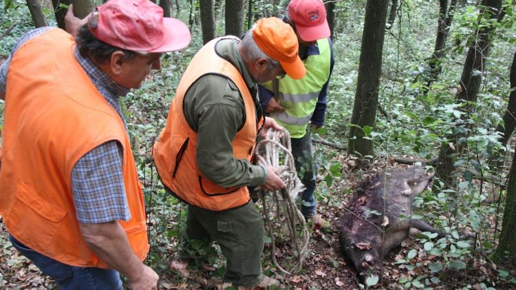 Uns caçadors arrosseguen un senglar abatut enmig d'un bosc en una imatge d'arxiu © ACN