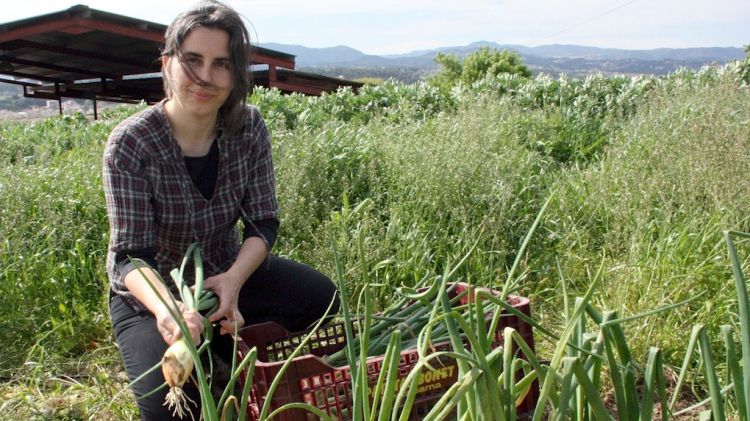 L'Ariadna Escurcell, de Can Quimet Gall de Lliçà d'Amunt, cull cebes per a una comanda © ACN