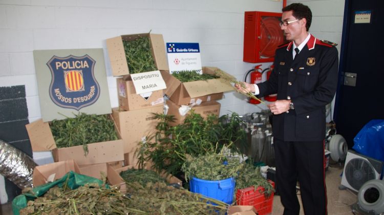 El cap de l'ABP, l'inspector Alfons Sánchez, mostra les plantes de marihuana © ACN