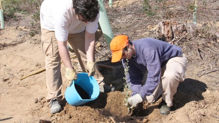 Operaris planten un exemplar d'alzina surera a la finca de Can Ribot de Cassà de la Selva © ACN
