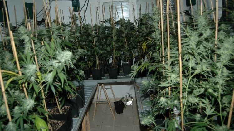 La propietària de l'habitatge tenia 458 plantes de marihuanna amagades a dins de casa seva