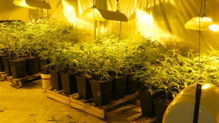 Plantes de marihuana trobades dins el local © ACN