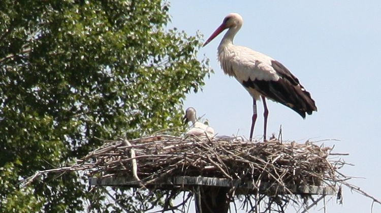 Una cigonya blanca amb un dels primers polls que van néixer a la finca de Casa Nostra de Porqueres el 2009 © ACN