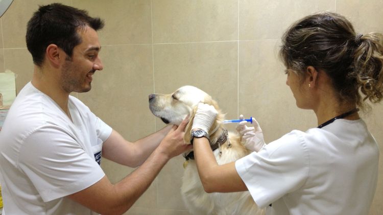 Dos veterinaris implementant un xip (arxiu)