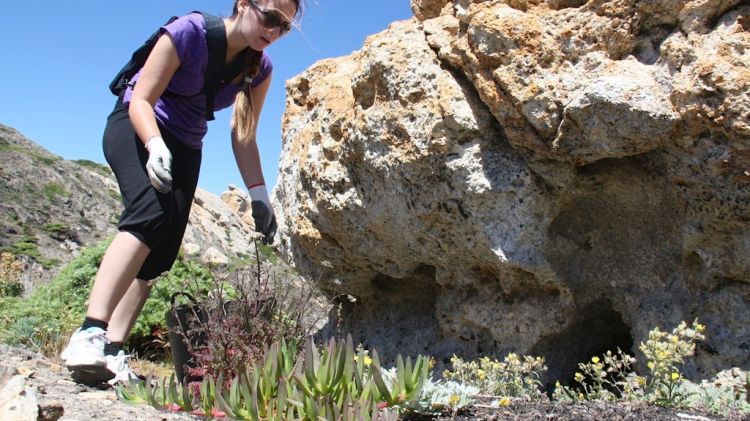 Una de les voluntàries arrancant una planta al Parc Natural de Cap de Creus © ACN