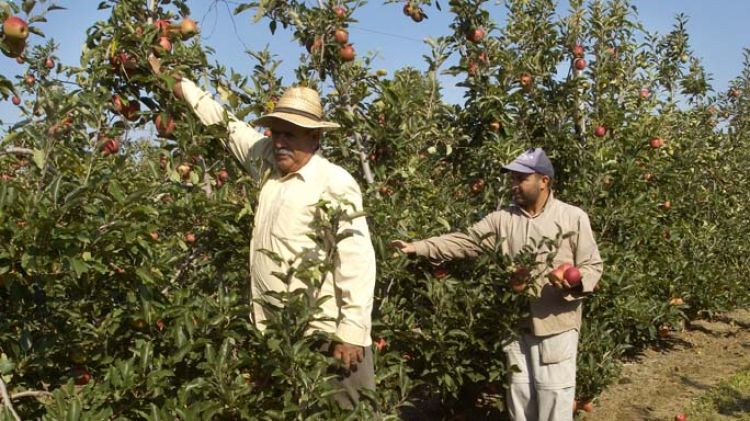 S'espera exportar la meitat de la collita