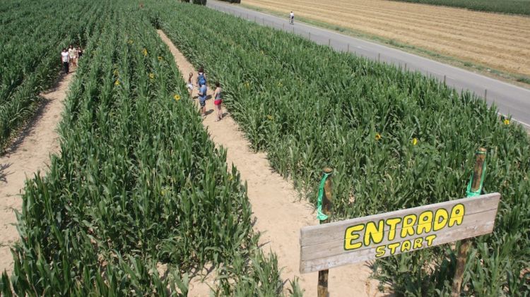 El laberint creat enmig d'un camp de blat de moro de Sant Pere Pescador de més de tres hectàrees © ACN