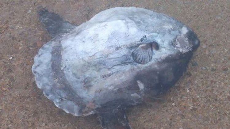 El peix lluna mort que es va localitzar a la platja de Platja d'Aro el dijous © ACN