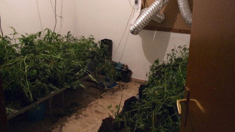 Les plantes de marihuana que la policia va localitzar en un dels pisos © ACN
