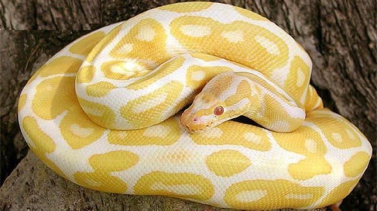 La serp perduda té taques blanques i grogues (arxiu)