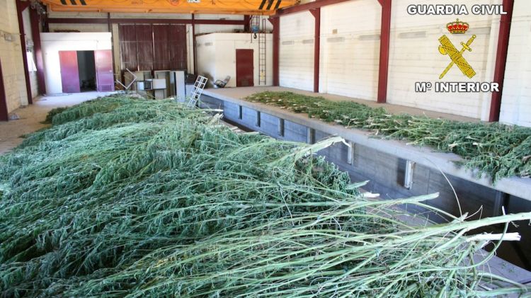 La Guàrdia Civil ha comissat 337 plantes de marihuana © ACN