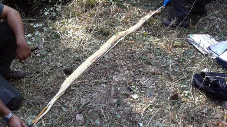 La serp pitó albina que es va escapar d'una casa de Riells i Viabrea © ACN