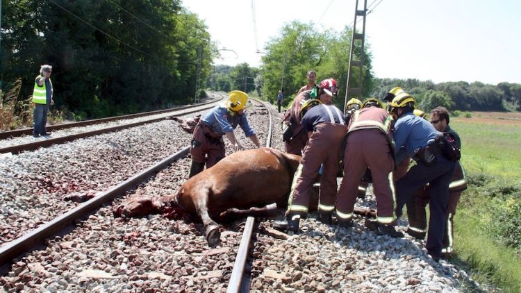 Els Bombers retirant els cavalls morts del mig de la via © ACN