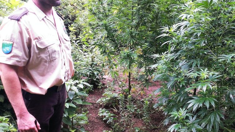 La plantació de marihuana, amagada enmig del bosc a Foixà, tenia fins a 518 plantes © ACN
