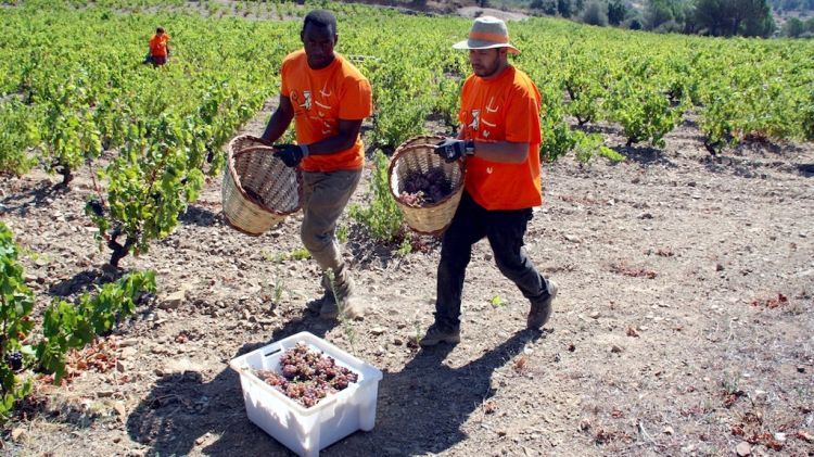 Comença la verema al Celler Espelt © ACN