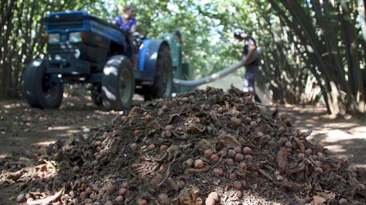 Munt d'avellanes, terra i restes vegetals © ACN