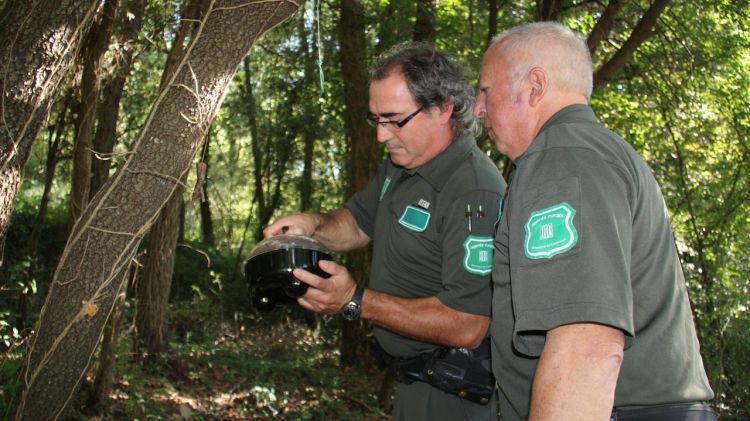 Els agents rurals revisant les trampes per veure si han atrapat algun exemplar de vespa asiàtica © ACN