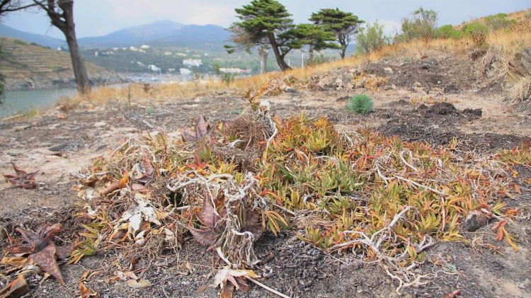 Restes de bàlsam en una zona de l'illa de Porlligat © ACN