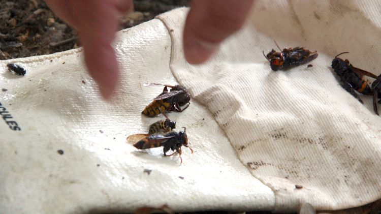 Les vespes asiàtiques són dues o tres vegades més grosses que les abelles locals © ACN