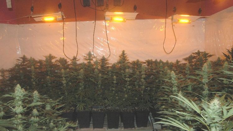 El detingut cultivava unes 400 plantes de marihuana en un habitatge de Vilafant © ACN