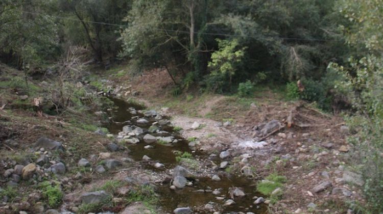 El bosc de ribera on s'ha fet l'actuació està situat al peu de la cinglera de Castellfollit de la Roca © ACN