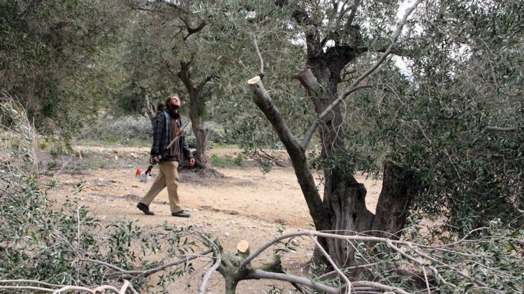 Un oleïcultor podant els arbres per preparar-los per l'any vinent © ACN