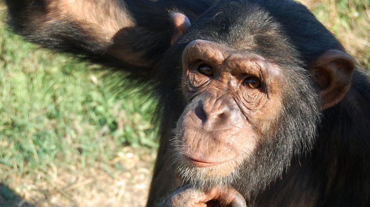 Un dels ximpanzés que la Fundació Mona cuida en el seu centre a Riudellots de la Selva © ACN