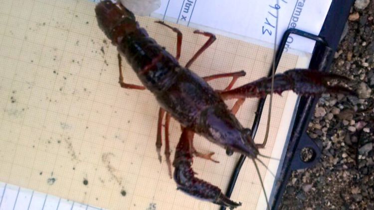L'Orconectes limosus és portador d'una malaltia mortal per als crancs de riu autòctons © ACN