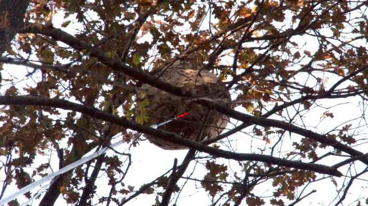 A través d'una perxa, s'ha pogut injectar verí al niu, que penja d'un roure a 25 metres d'alçada © ACN