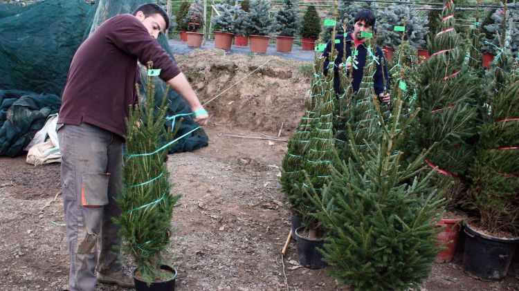 Un treballador d'un dels associats enllaça arbres de nadal © ACN