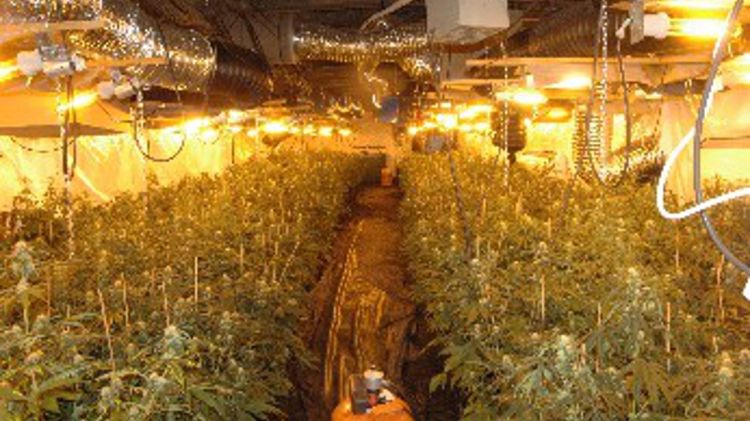 Els mossos van localitzar més de 1.600 plante de marihuana i 103 transformadors