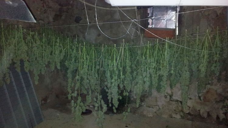 Els agents van localitzar 525 plantes de marihuana en una masia de Taravaus © ACN