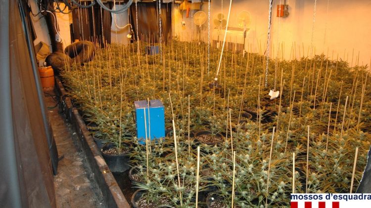 Plantació de marihuana descoberta dins una nau industrial © ACN