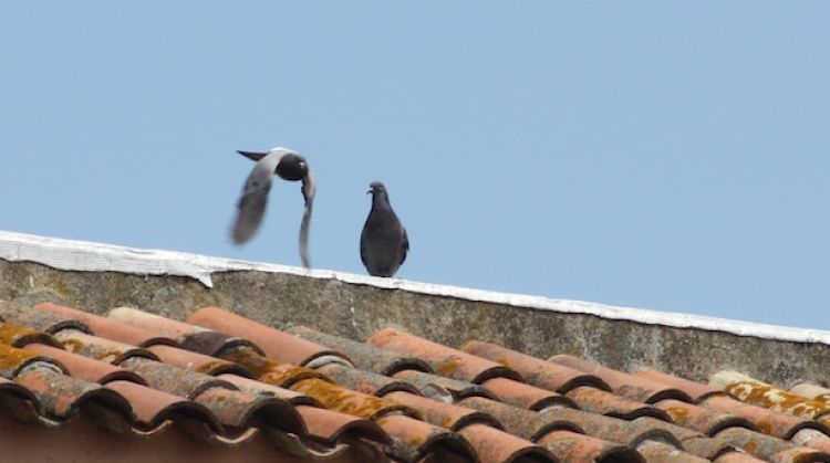 Dos coloms al teulat d'un edifici al carrer Pep Ventura de Salt aquest matí © M. Estarriola