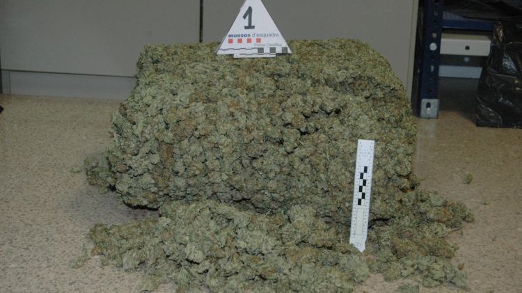 La marihuana comissada pels Mossos en un habitatge de Figueres © ACN