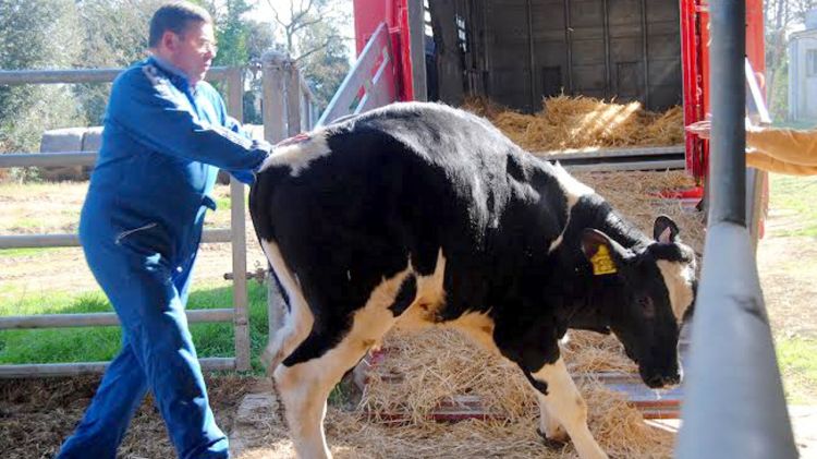En 'Messi' és un toro criat pel Semega a Monells i enviat al País Basc © ACN