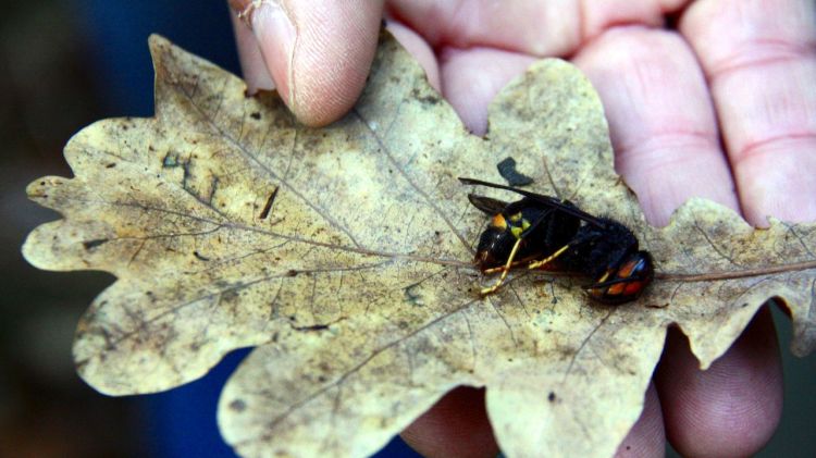 Un exemplar de vespa asiàtica localitzat aquesta passada tardor a la Garrotxa © ACN