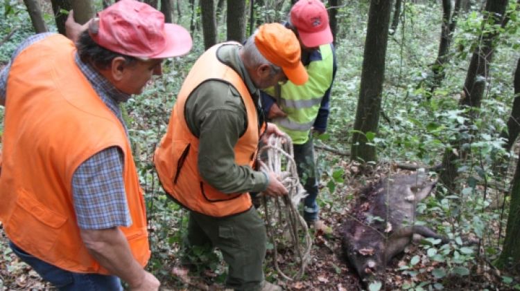 Tres caçadors de les comarques gironines retirant el cos d'un porc senglar abatut © ACN