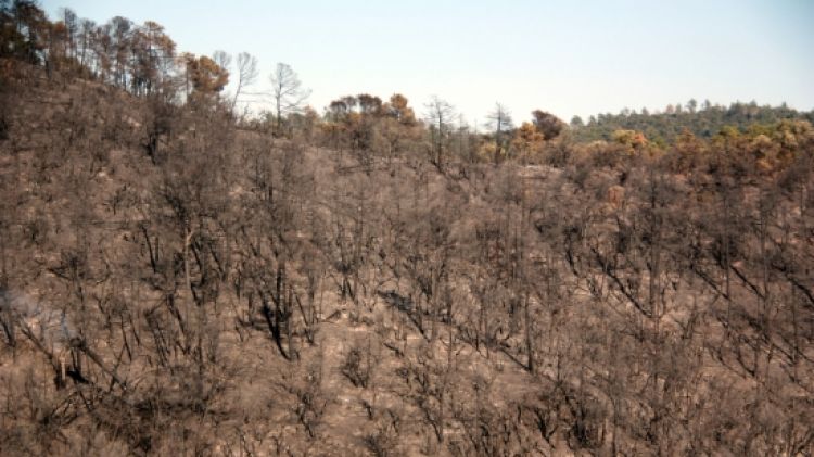 L'incendi del Baix Empordà ha cremat 359 hectàrees © ACN