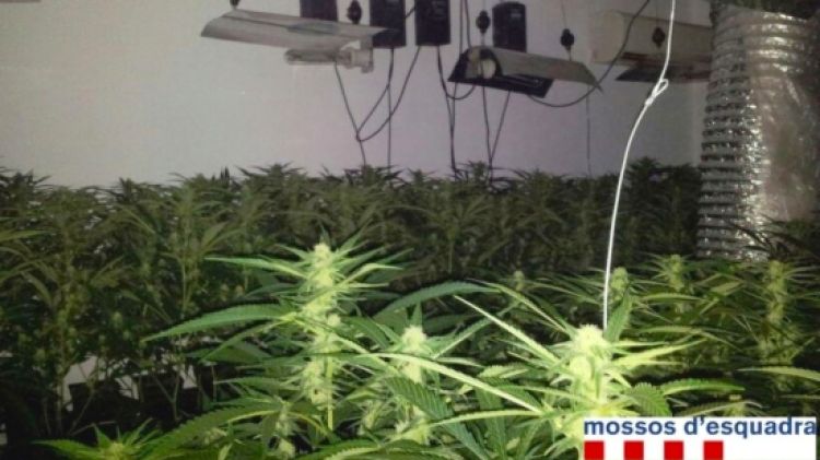 La plantació que els Mossos d'Esquadra van descobrir en una casa de Figueres tenia fins a 198 plantes