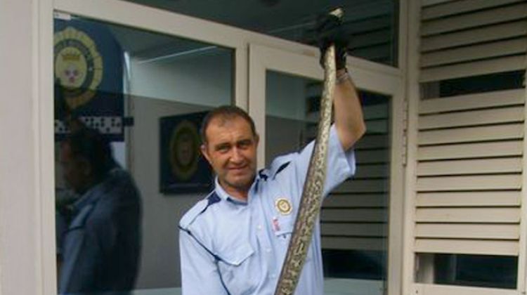 Un agent de la policia local, amb l'exemplar de serp capturada, de més de dos metres de llargada © ACN